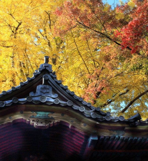 横浜・三溪園　紅葉の遊歩道開放【横浜市】